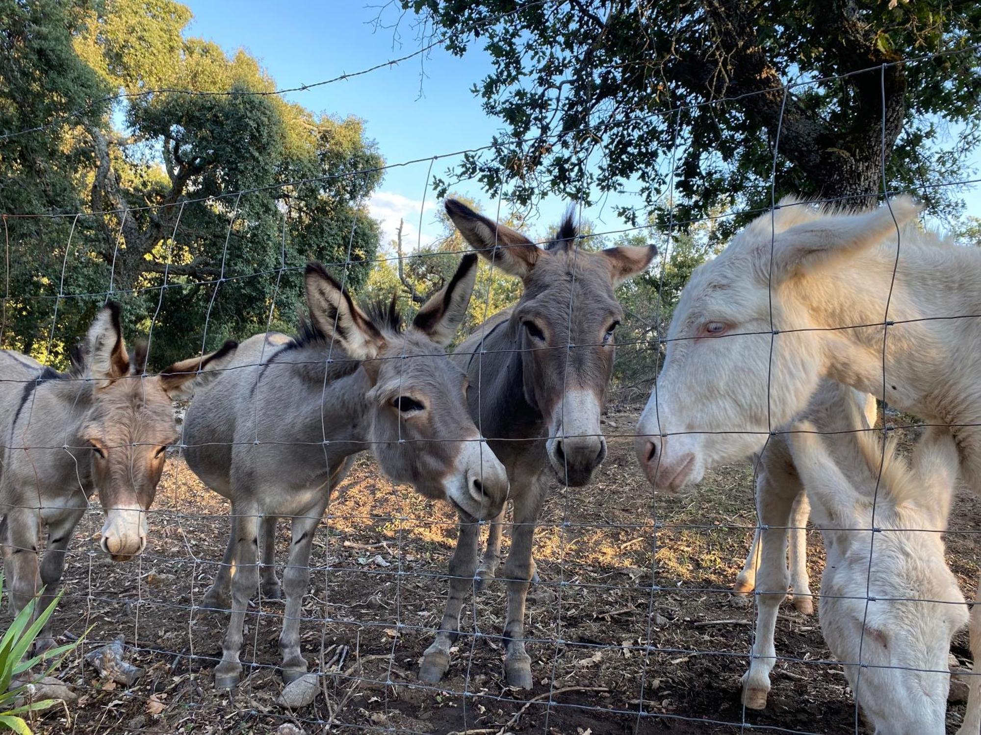 Agriturismo Pranu Sorgono Екстериор снимка